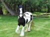 Beautiful Gypsy Vanner horses available 